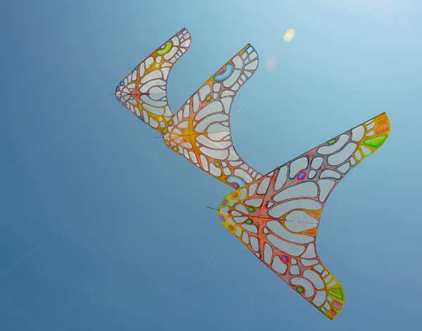 Image 9 from Tim Elverston Ruth Whiting Kite Art Gallery