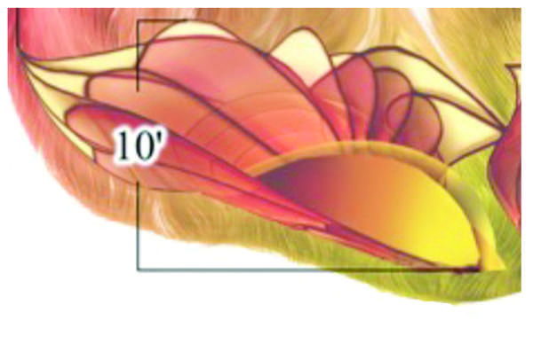 Image 10 from Giant Fairy Wings for the Bellagio Las Vegas by Windfire Designs