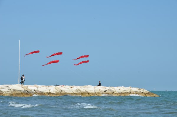 Image 10 from Windfire Designs Venice 2011 Flowx kites by Tim Elverston and Ruth Whiting